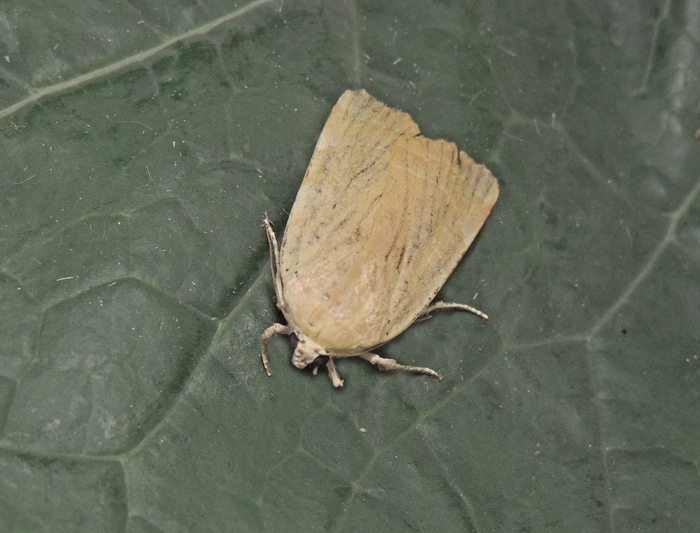 Noctua tirrenica Noctuidae ?